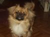 Pekingese Foto: Hi Pekinesen kann man sehr gut etwas lernen!!! (ID 8764) Pekingese Hund
