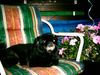 Pekingese Foto: Das ist mein Pekinese trixi, sie ist 15 Jahre alt. Auf dem Bild ist sie geschoren weil sie so geschwitzt hat im Rekord Sommer. Gruß an alle Peninesen Freunde (ID 9630) Pekingese Hund