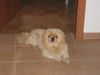 Pekingese Foto: flocke sommer 2004 (ID 20082) Pekingese Hund
