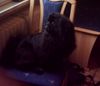 Pekingese Foto: ich bin der king von pekinesen hahaha.... (ID 20704) Pekingese Hund