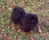 Pekingese Foto: ich bin bassik (ID 19507) Pekingese Hund