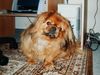 Pekingese Foto: Unser Blacky (ID 34570) Pekingese Hund