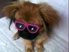 Pekingese Hund