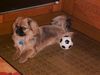 Pekingese Hund
