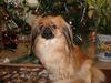 Pekingese Hund