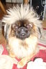 Pekingese Hund