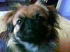 Pekingese Hund