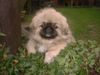 Pekingese Foto: mein Duffy Of Empress Tzu - Shi (ID 6554) Pekingese Hund