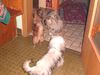 Pekingese Hund