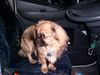 Pekingese Hund