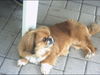 Pekingese Foto (ID 26993) Pekingese Hund