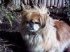 Pekingese Foto: Jacky (ID 30828) Pekingese Hund