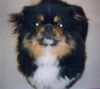 Pekingese Foto: Der schönste Hund der Welt - mein Jerry! (ID 18615) Pekingese Hund