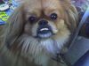 Pekingese Foto: hi ich bin jack und will ins fernsehn (ID 41981) Pekingese Hund