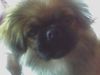 Pekingese Hund