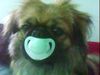 Pekingese Foto: schnuller baby (ID 45405) Pekingese Hund