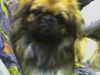 Pekingese Hund