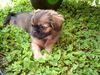 Pekingese Foto: jeba 10 wochen und soo lieb (ID 12684) Pekingese Hund