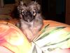 Pekingese Foto: meine jeba 7 wochen alt (ID 12532) Pekingese Hund