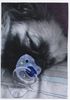 Pekingese Foto: Mein Engelschen Laila (ID 35023) Pekingese Hund