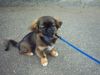Pekingese Foto (ID 13758) Pekingese Hund