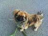 Pekingese Foto: das ist mein süsser maisjäger (ID 44856) Pekingese Hund