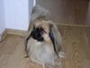 Pekingese Foto: das ist spooky (ID 10610) Pekingese Hund
