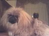 Pekingese Foto: Meckie (ID 1327) Pekingese Hund