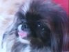 Pekingese Foto (ID 45407) Pekingese Hund