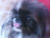 Pekingese Hund