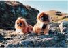 Pekingese Hund