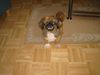 Pekingese Foto: hat leider nur noch ein auge (ID 4695) Pekingese Hund