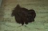 Pekingese Foto: Nora (ID 5149) Pekingese Hund