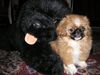 Pekingese Foto (ID 6439) Pekingese Hund