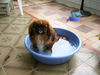 Pekingese Foto: Peki (ID 25569) Pekingese Hund