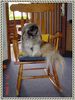 Pekingese Foto: Unser paulchen (ID 12663) Pekingese Hund