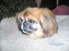 Pekingese Hund