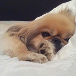 Pekingese Hund