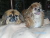 Pekingese Foto: Peki Senioren; Malte 12 1/2, Kokilia 15 1/2 (ID 46818) Pekingese Hund