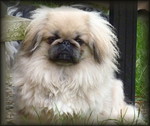 Pekingese Hund