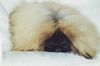 Pekingese Foto: Kennel (ID 36372) Pekingese Hund