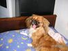 Pekingese Foto: Peki aus Georgien (ID 25571) Pekingese Hund