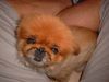 Pekingese Foto: Sarah (ID 22231) Pekingese Hund