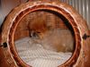 Pekingese Foto: Lasst mich in Ruhe! (ID 22239) Pekingese Hund