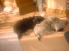 Pekingese Foto: Duffy und Dark Of Empress Tzu - Shi (ID 5474) Pekingese Hund