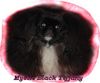 Pekingese Foto (ID 1501) Pekingese Hund