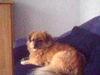 Pekingese Foto: Unser Chef (ID 30719) Pekingese Hund