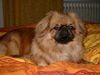 Pekingese Foto: Vuk - der kleine Fuchs (ID 9281) Pekingese Hund