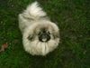 Pekingese Foto: Pekingesenrüde Zentis (ID 28298) Pekingese Hund