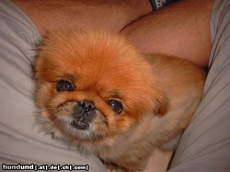 Pekingese Hunde Foto 22231 in höherer Auflösung ansehen Pekingese Sarah